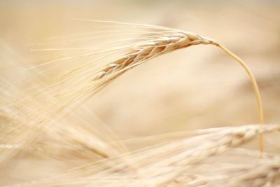 wheat blowing in the wind