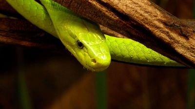 a green reptile