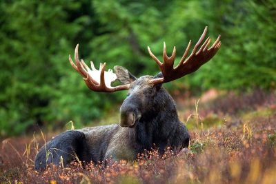 moose laying down