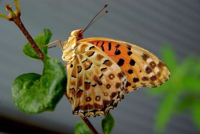 butterfly on a twig