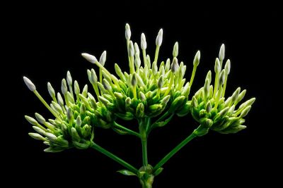 flower buds waiting to bloom