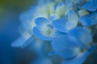 grouping of small blue flowers