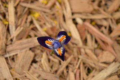 unique orange and purple flower