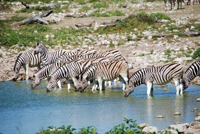 zebras drinking