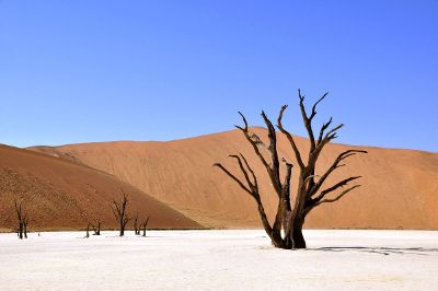 trees in desert