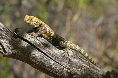 lizard on tree