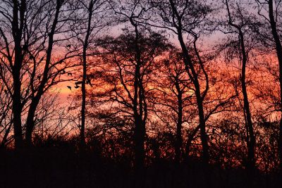 woodland sunset