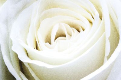 closeup of a white rose