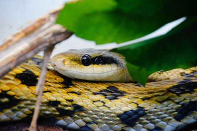 yellow and black snake