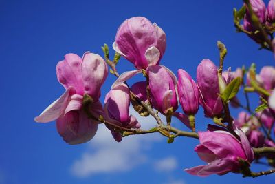 purple magnolias