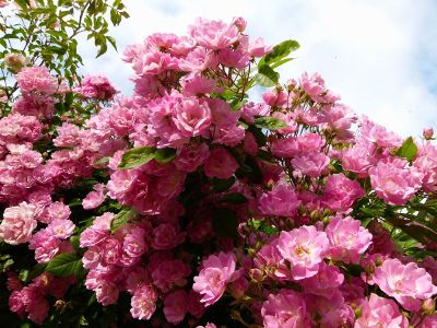 pink bush in bloom