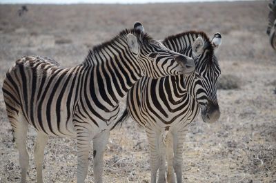 two zebras