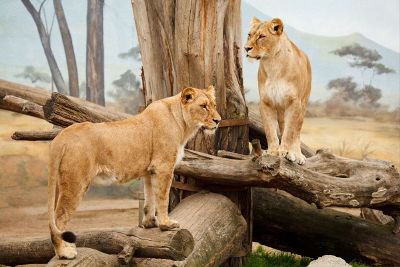 lions on logs