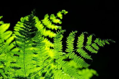 green fern with black backdrop