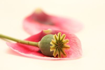 plucked petals and stem