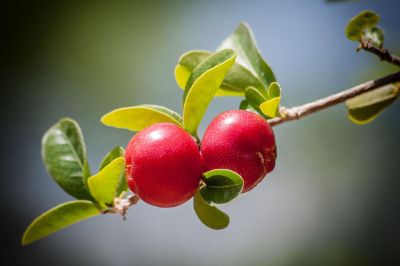 two fruits on a branch