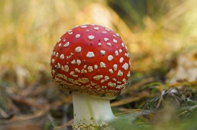 red and white mushroom