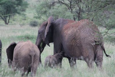 elephant herd