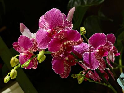 pink orchid