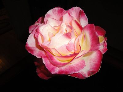 pink rose on a black backdrop