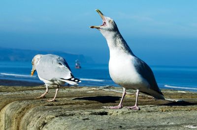 two seagulls on a rock