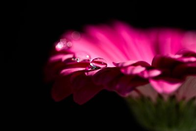 water droplet on a pink flower