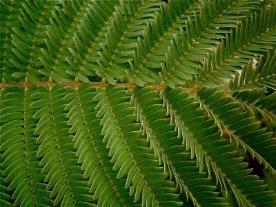 close up of green fern plant leaves