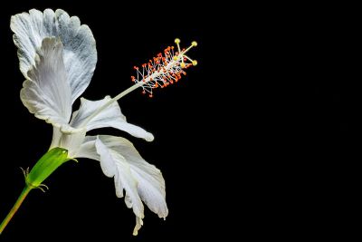 big white flower