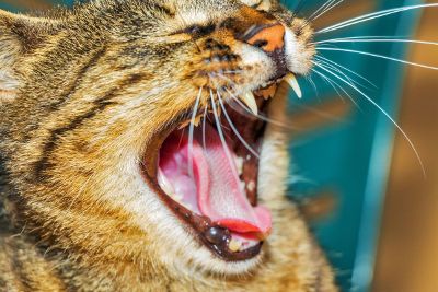 closeup shot of cat yawning