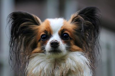 muddy dog with fluffy ears