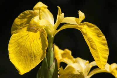 yellow iris