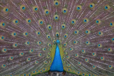 a peacock fanning its tail feathers