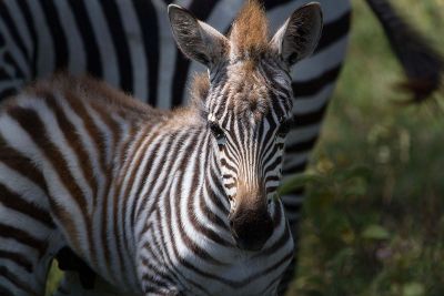 baby zebra