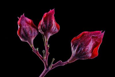 exotic red flower