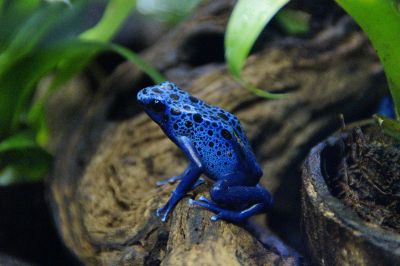 blue tree frog