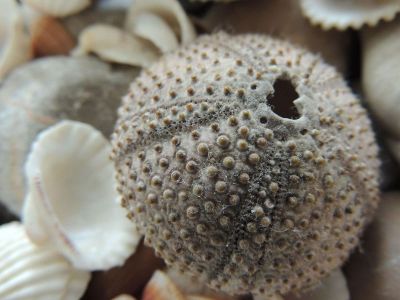 seashell pile