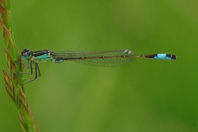 blue damselfly on stem