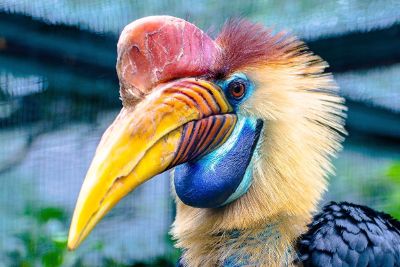 exotic bird with unique beak