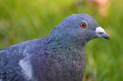 pigeon portrait