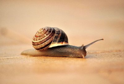 snail on move