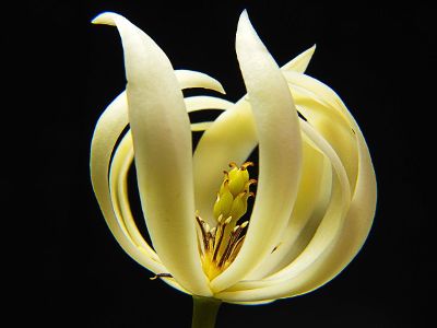 white exotic flower