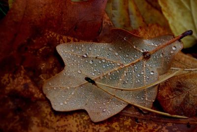 rainy autumn leaf