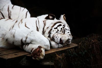 sleeping white tiger