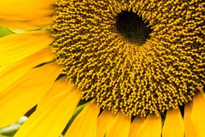 sunflower zoomed in
