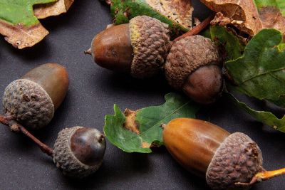 acorns falling