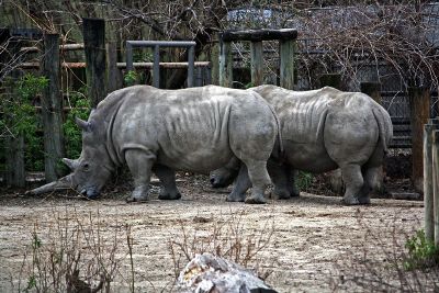 pair or rhinos side by side