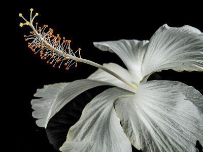 flower pedals on black background