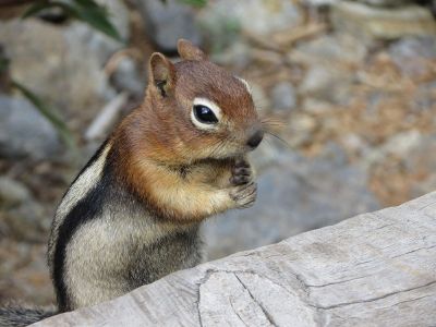 squirrel in action