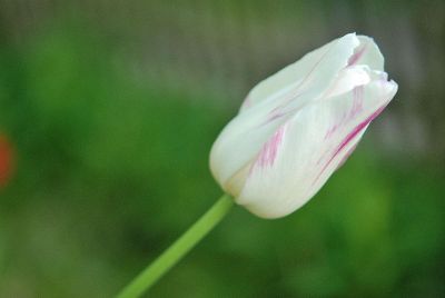 white tulip