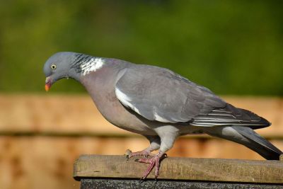 pigeon perched